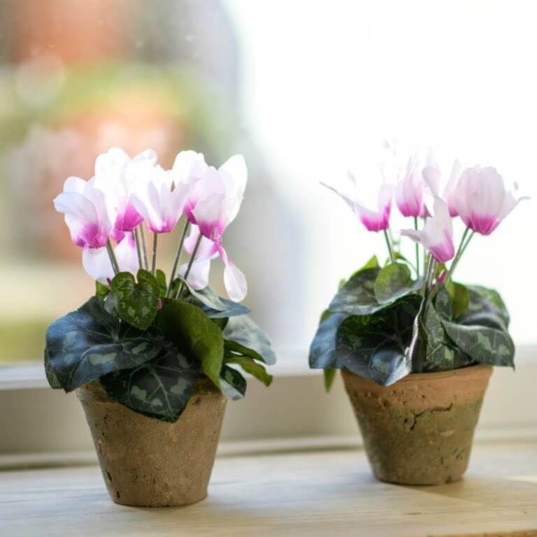 The Best Bathroom Plants The Best Bathroom Plants